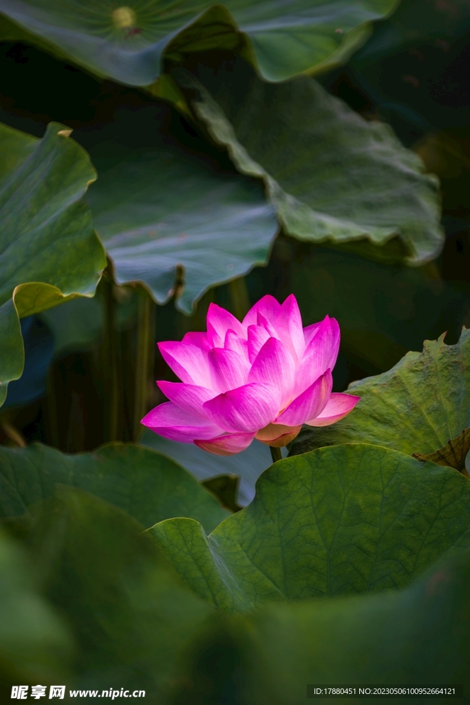 荷花