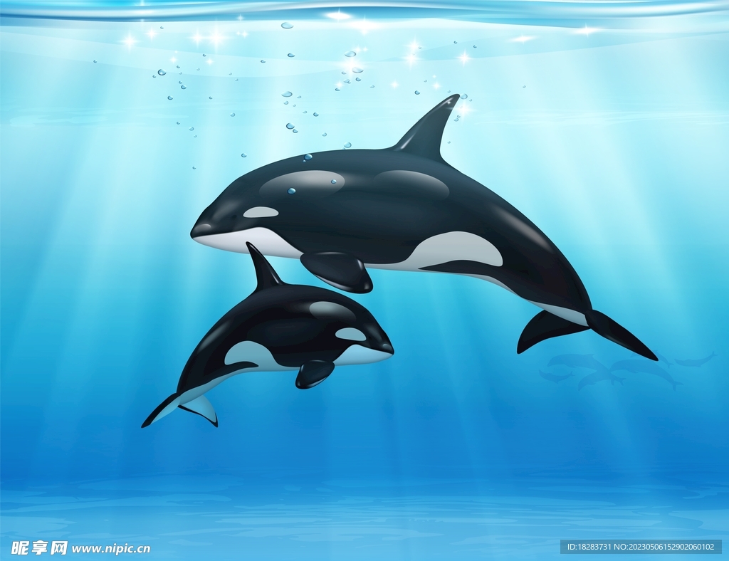 蓝海海豚