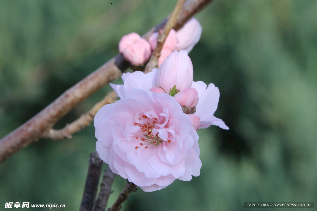  碧桃花  