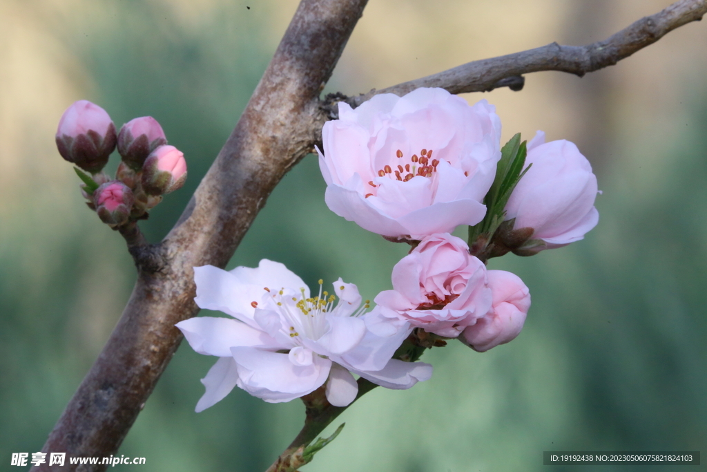  碧桃花 