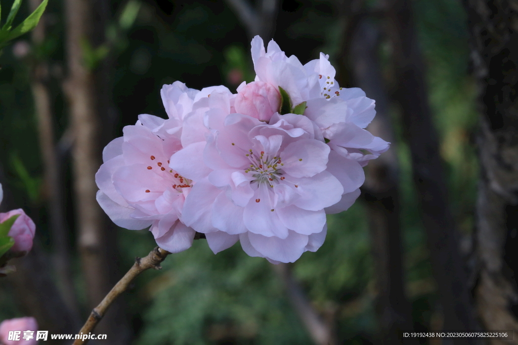  碧桃花 