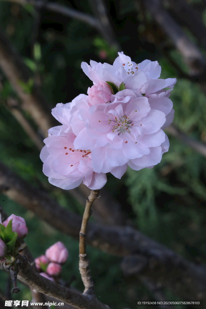 碧桃花  