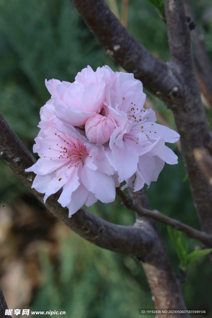  碧桃花  