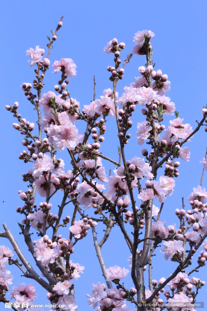 碧桃花  