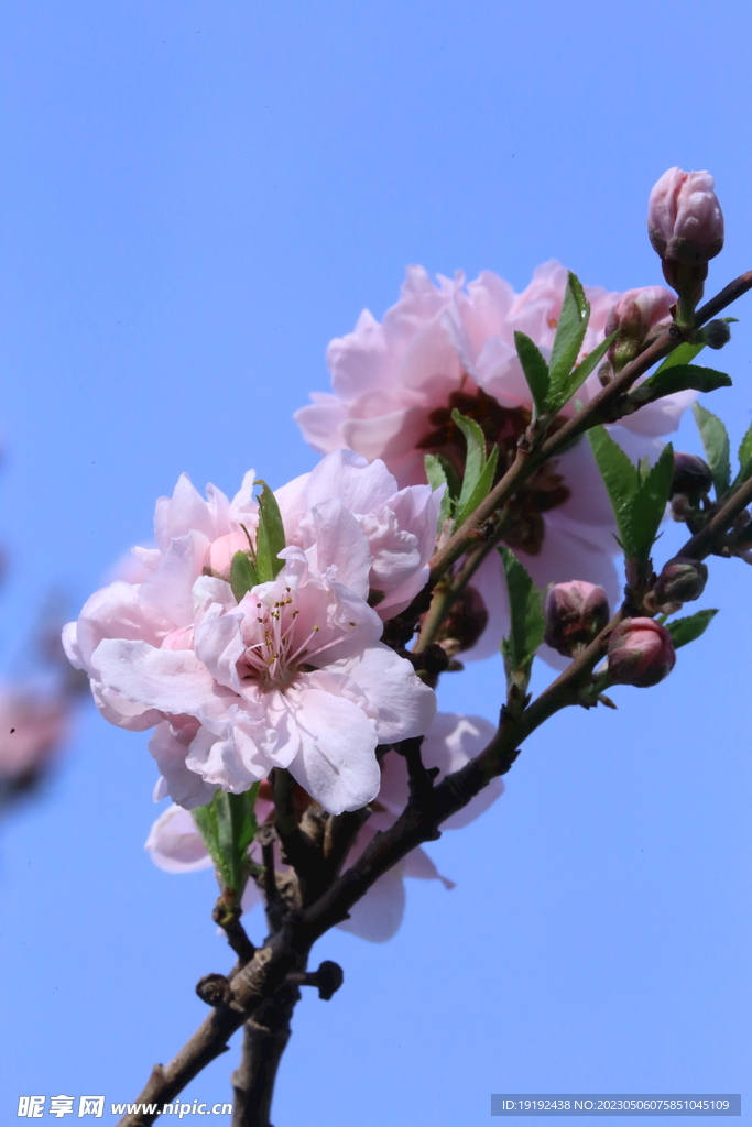  碧桃花 