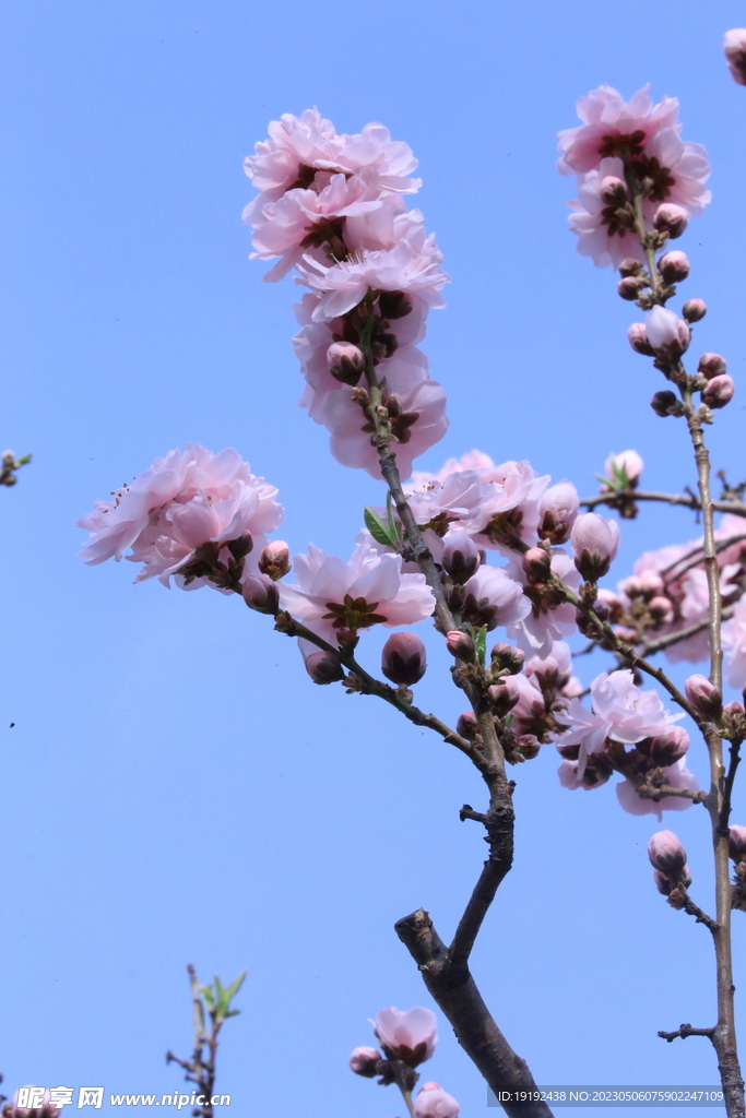  碧桃花  