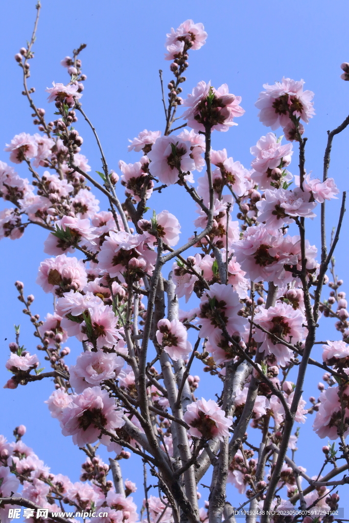  碧桃花  