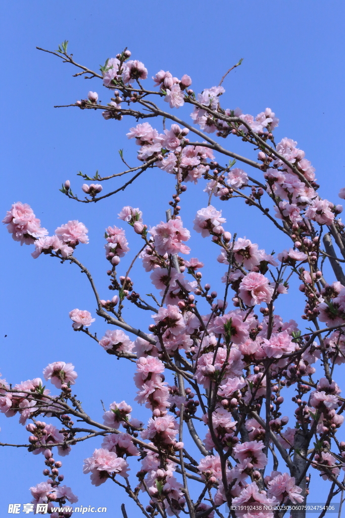  碧桃花  