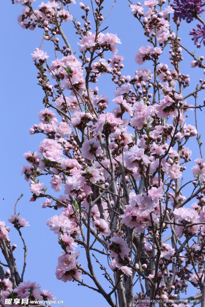  碧桃花 