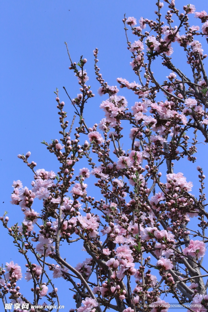  碧桃花 