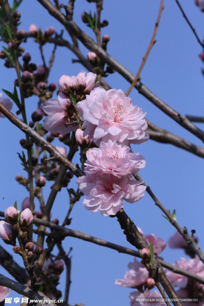  碧桃花 