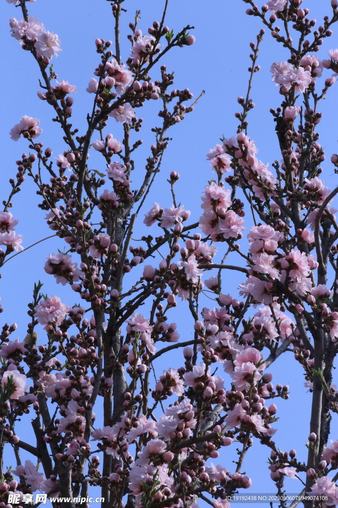 碧桃花 
