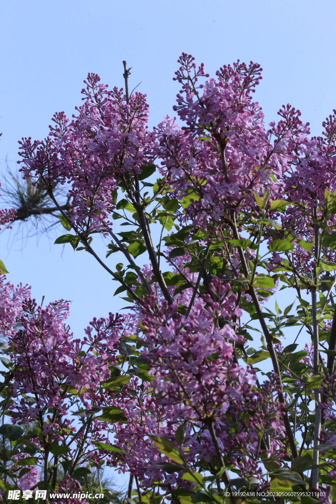 丁香花  