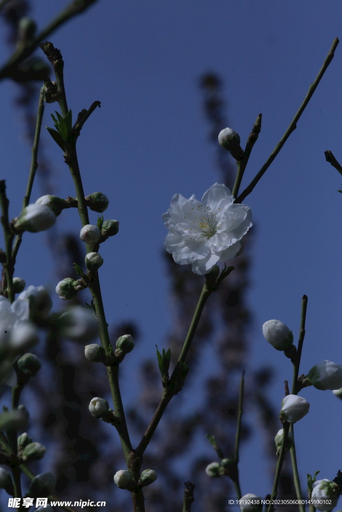 碧桃花 