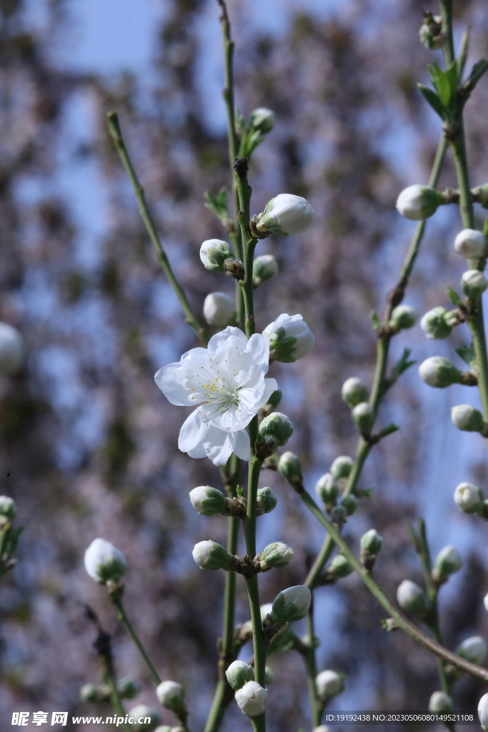 碧桃花 