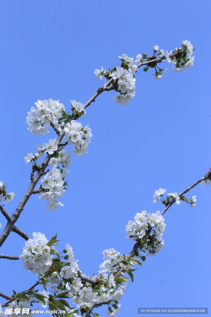 樱桃花 