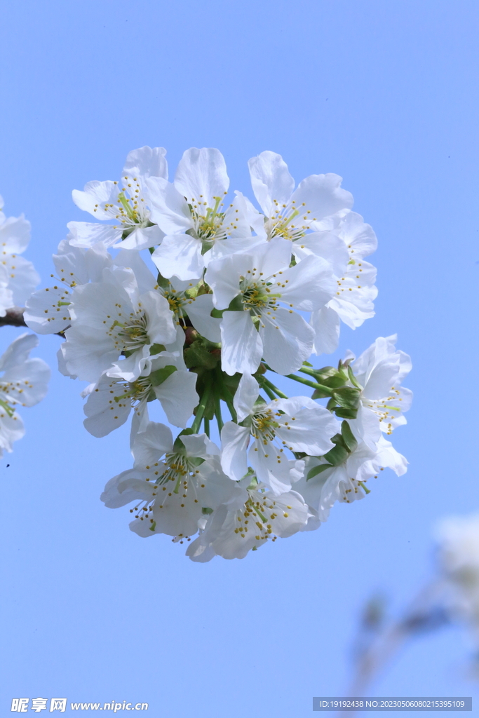 樱桃花 