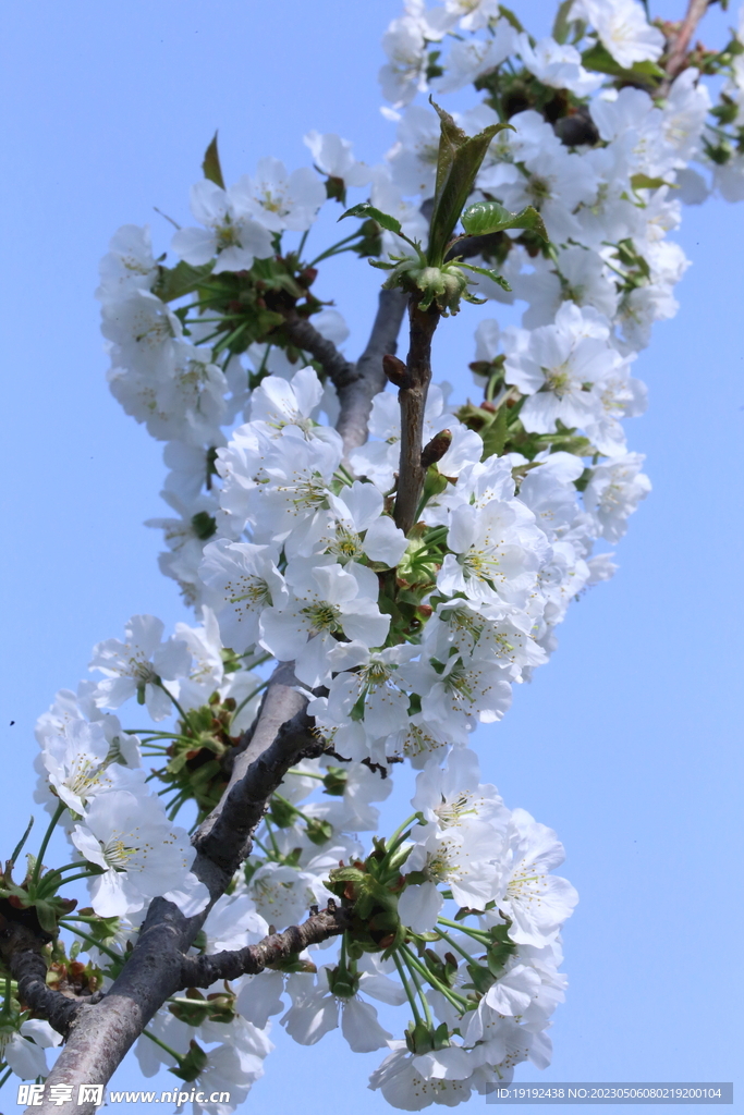 樱桃花