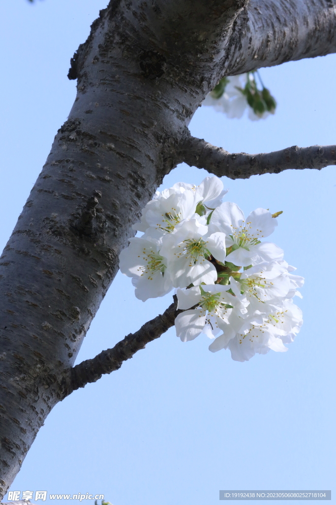 樱桃花 