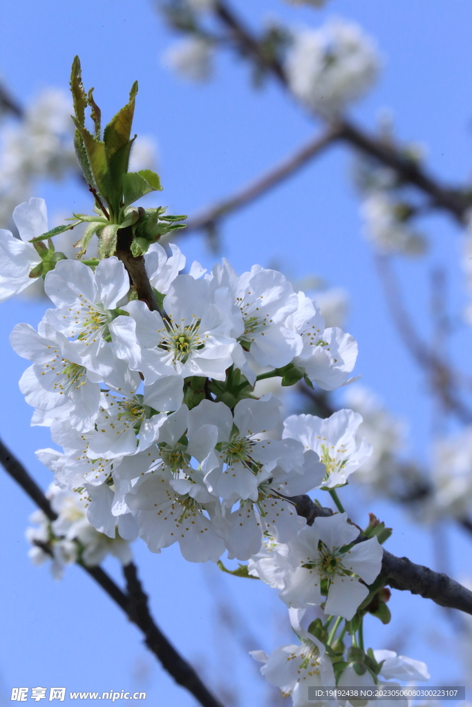 樱桃花 