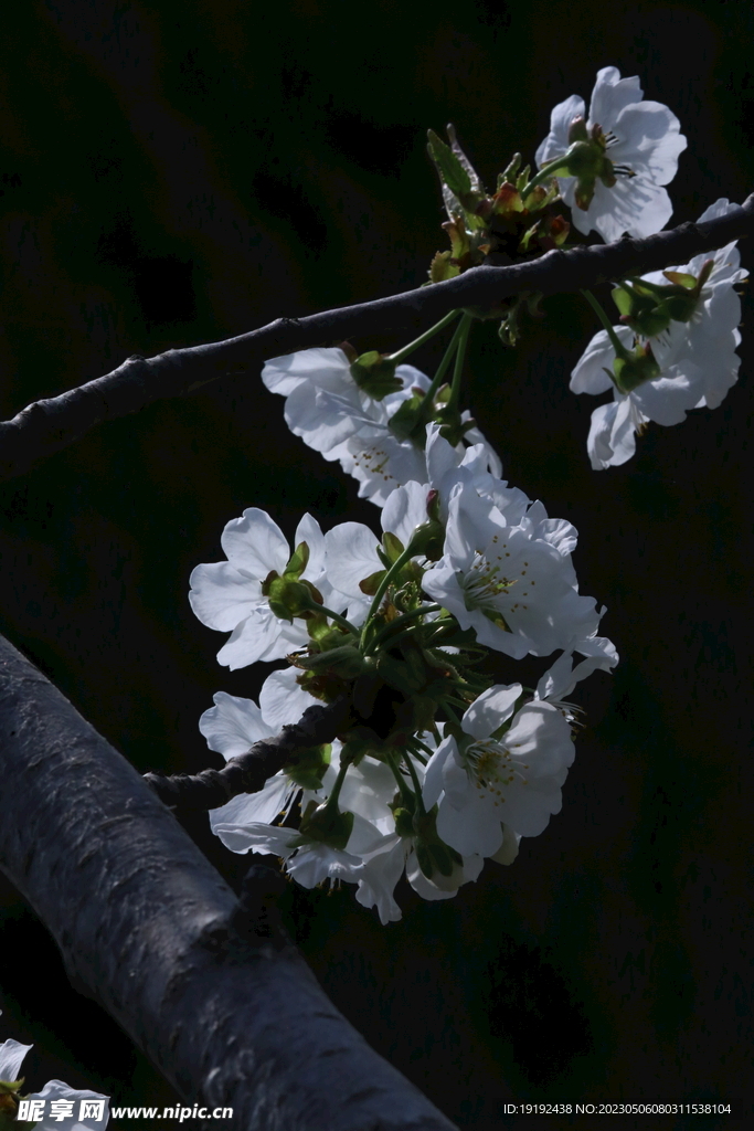 樱桃花 