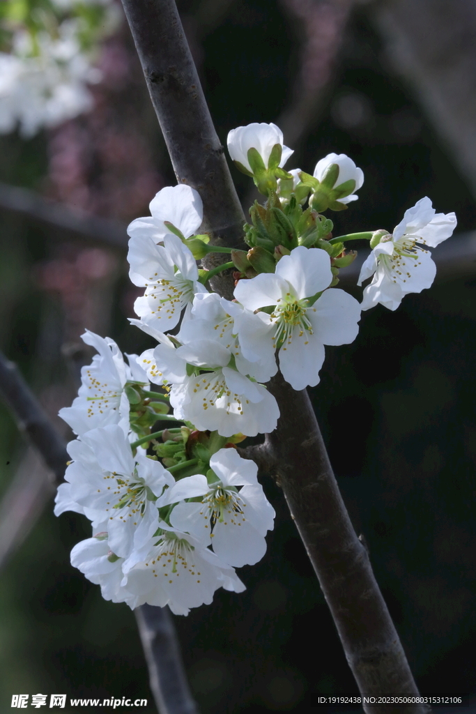 樱桃花