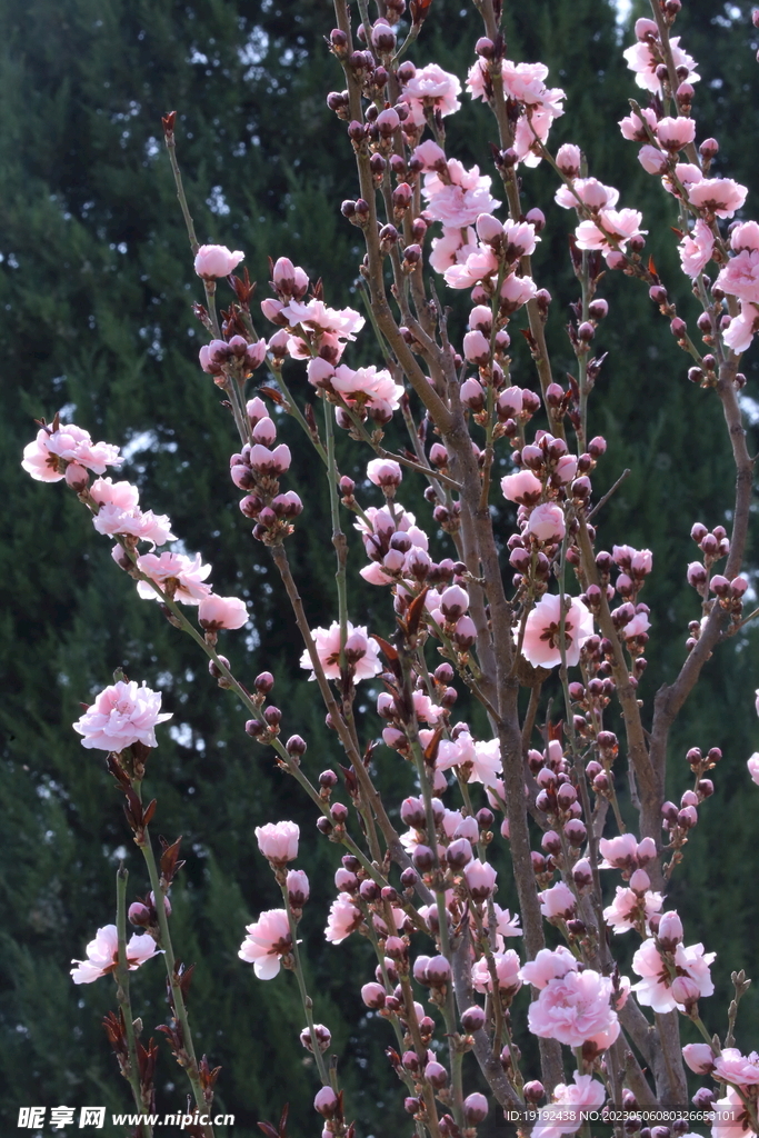 碧桃花