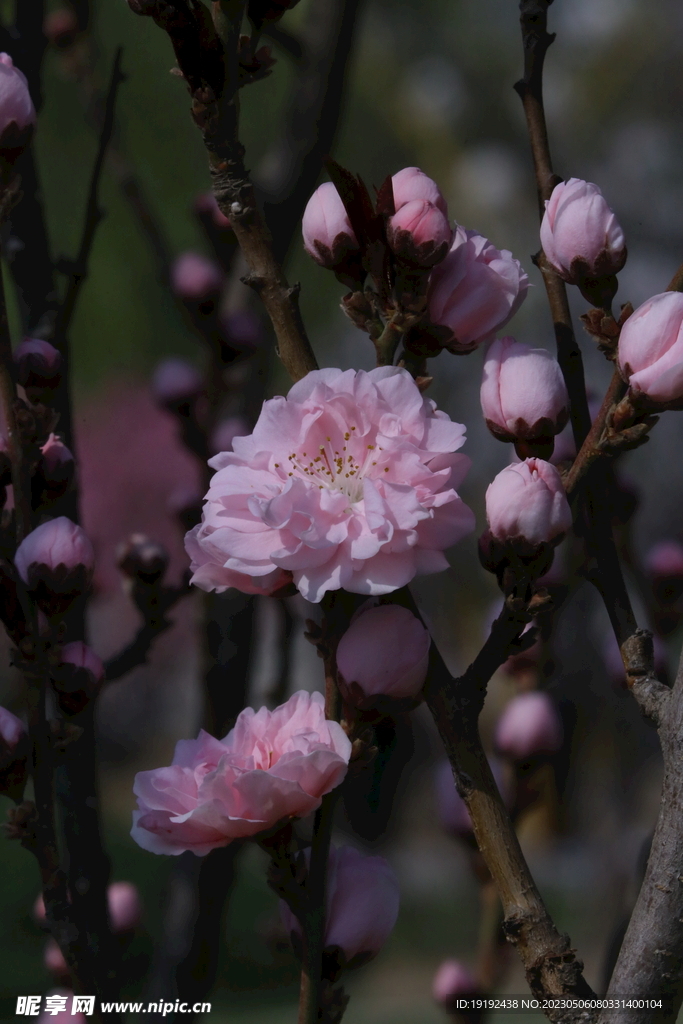 碧桃花 