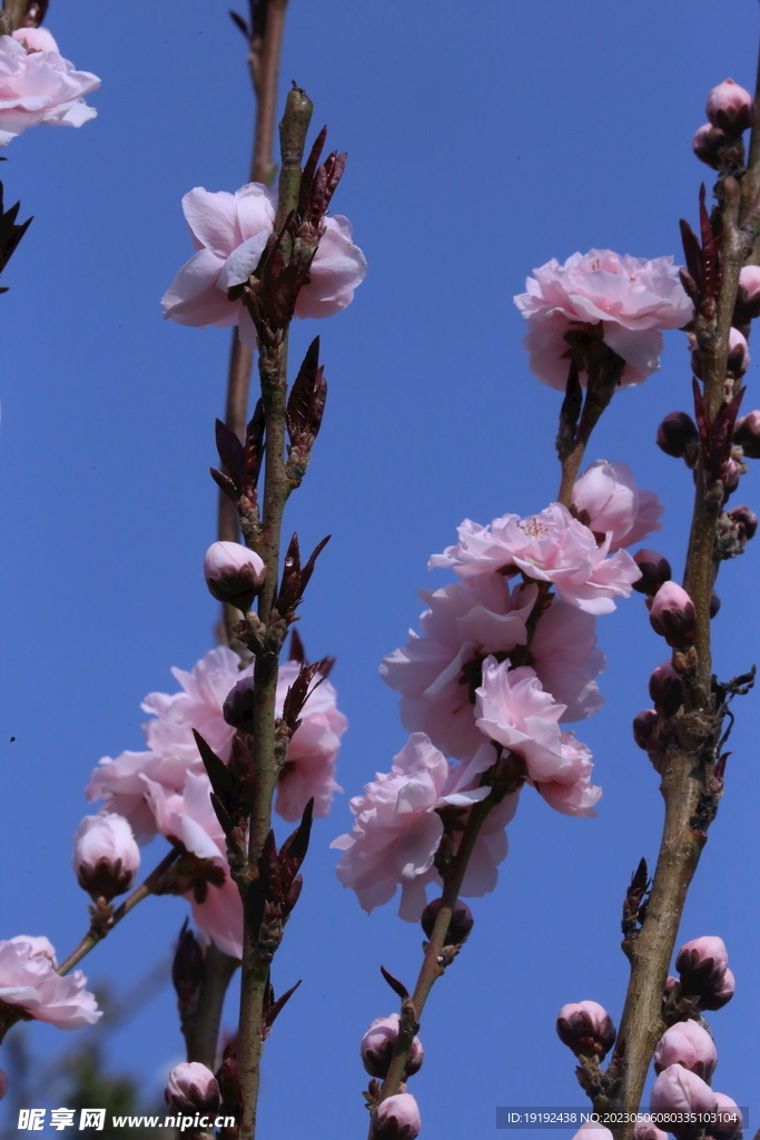 碧桃花 