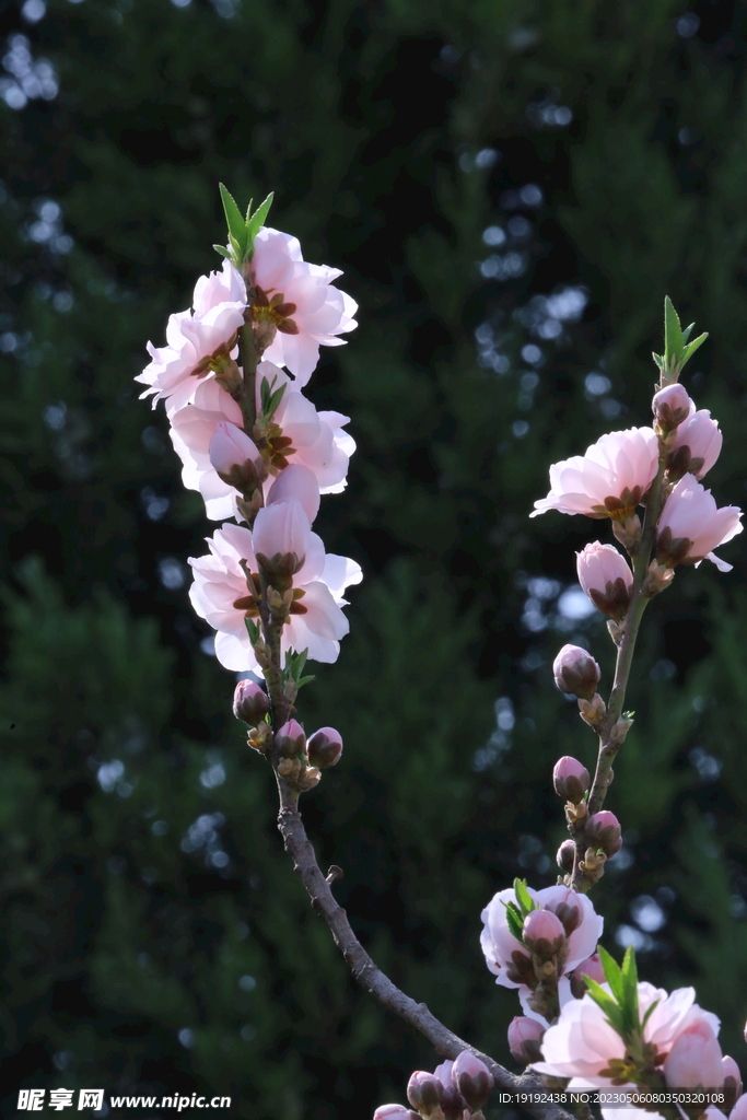 碧桃花 