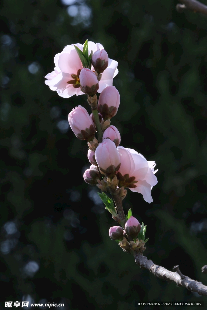 碧桃花 