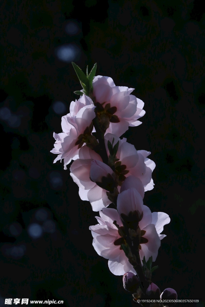 碧桃花