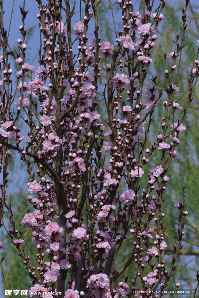 碧桃花