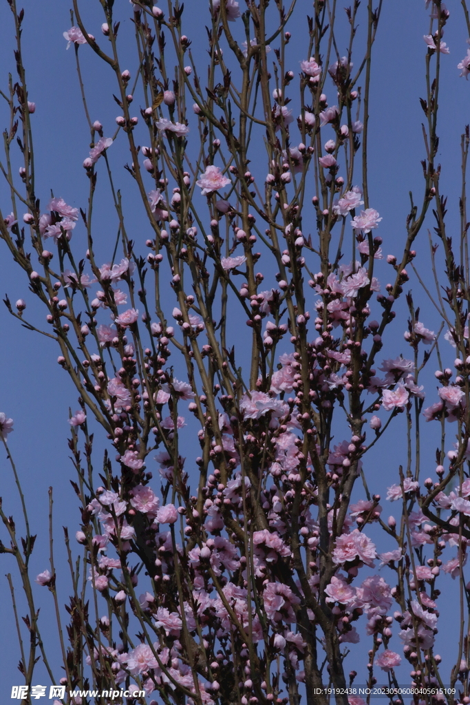 碧桃花