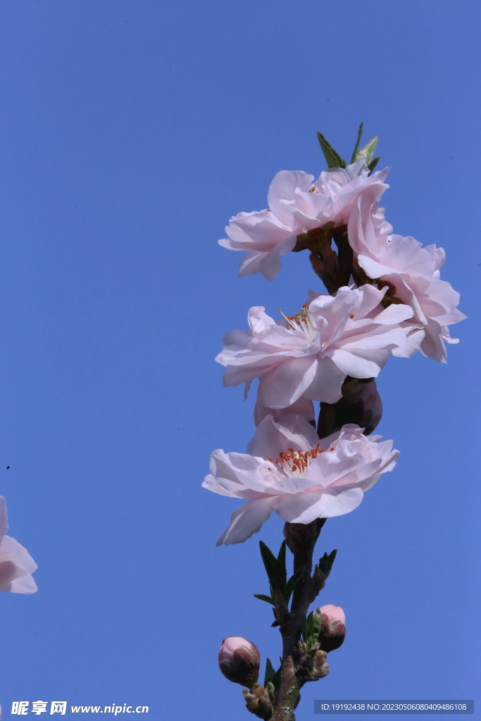 碧桃花