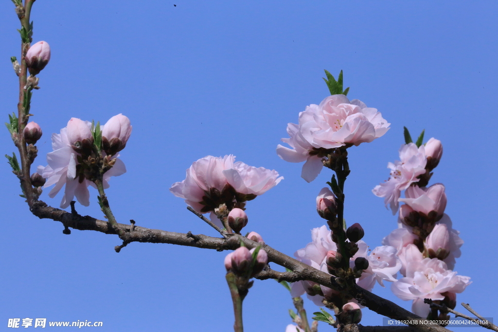 碧桃花