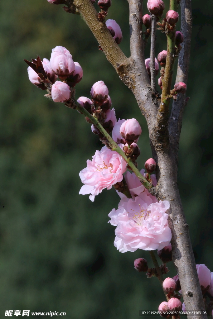 碧桃花 