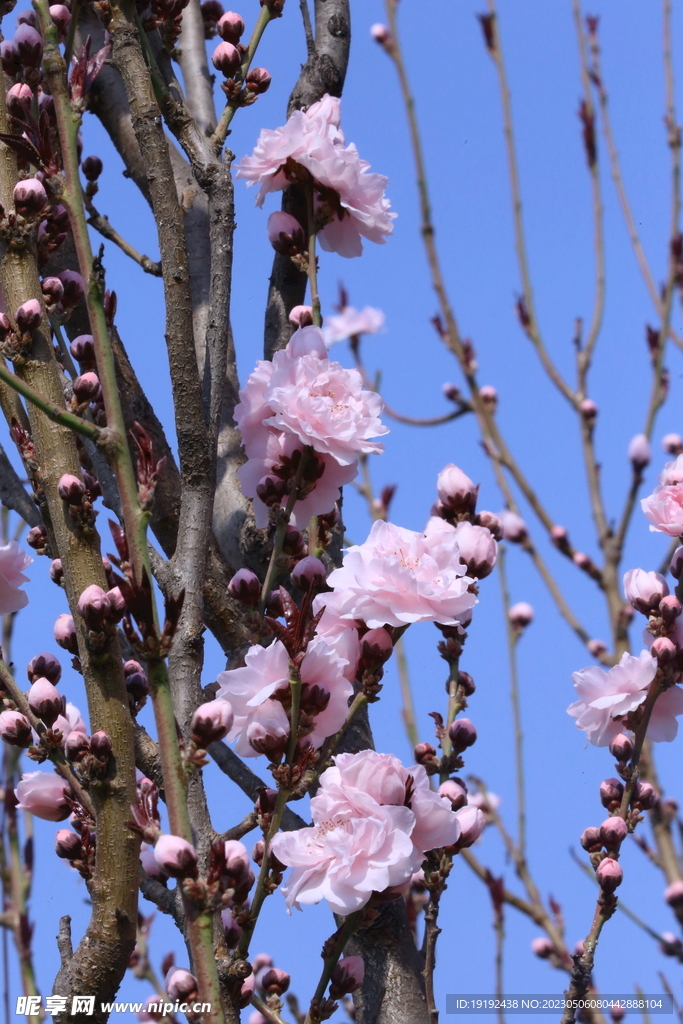 碧桃花