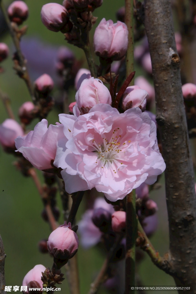 碧桃花 