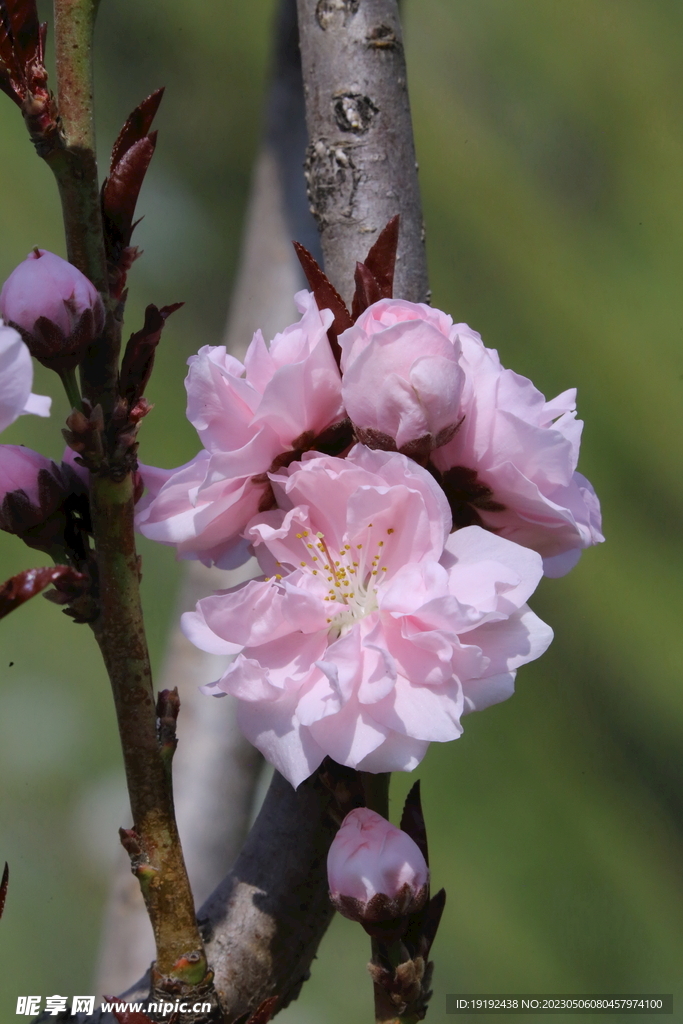 碧桃花