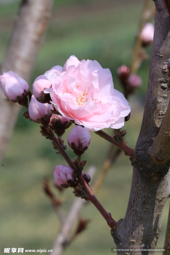 碧桃花