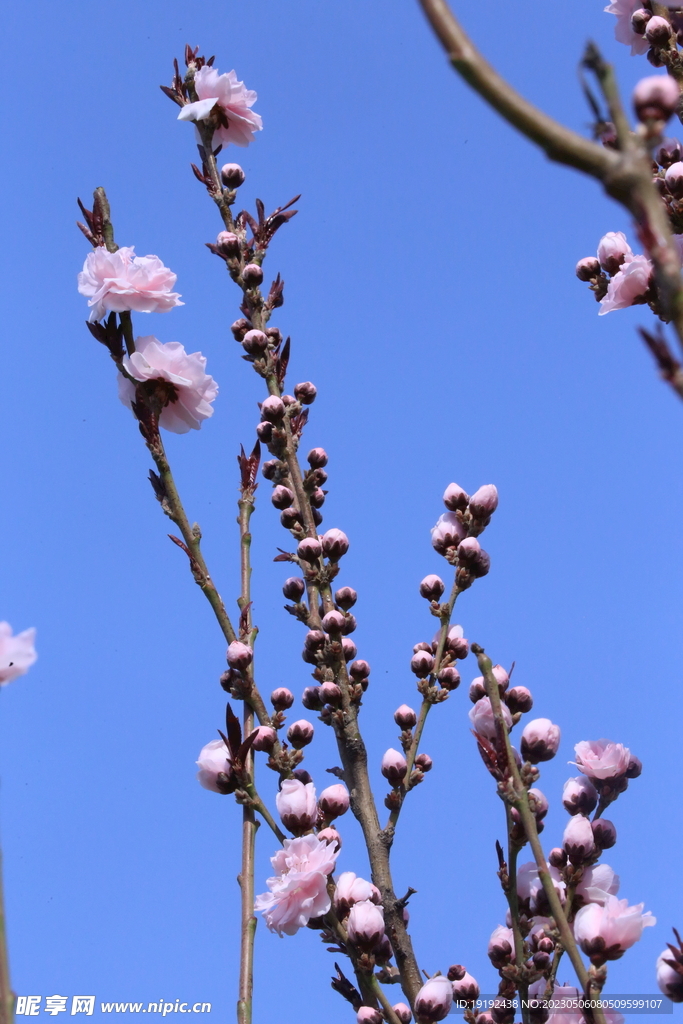 碧桃花 