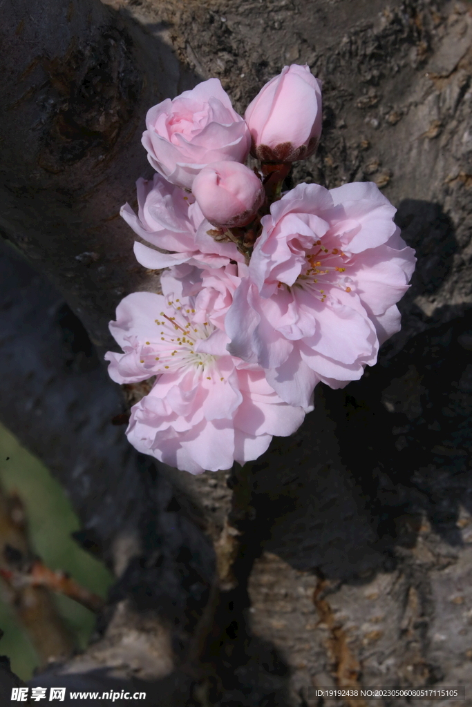 碧桃花 