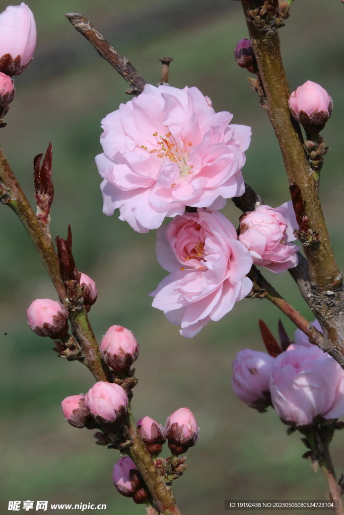 碧桃花 