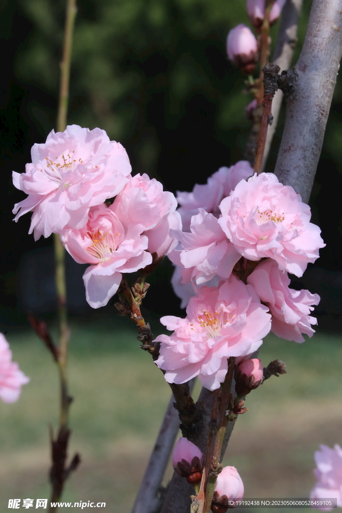 碧桃花