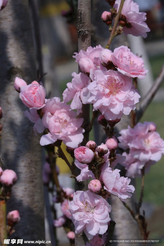 碧桃花