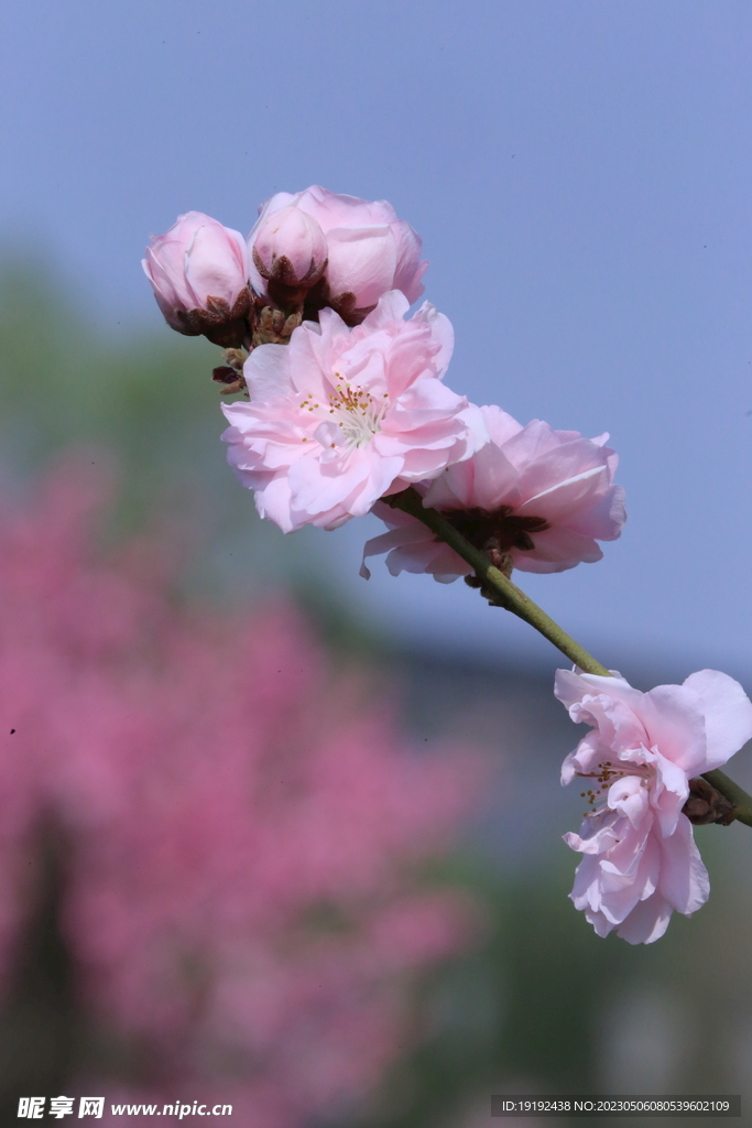 碧桃花 