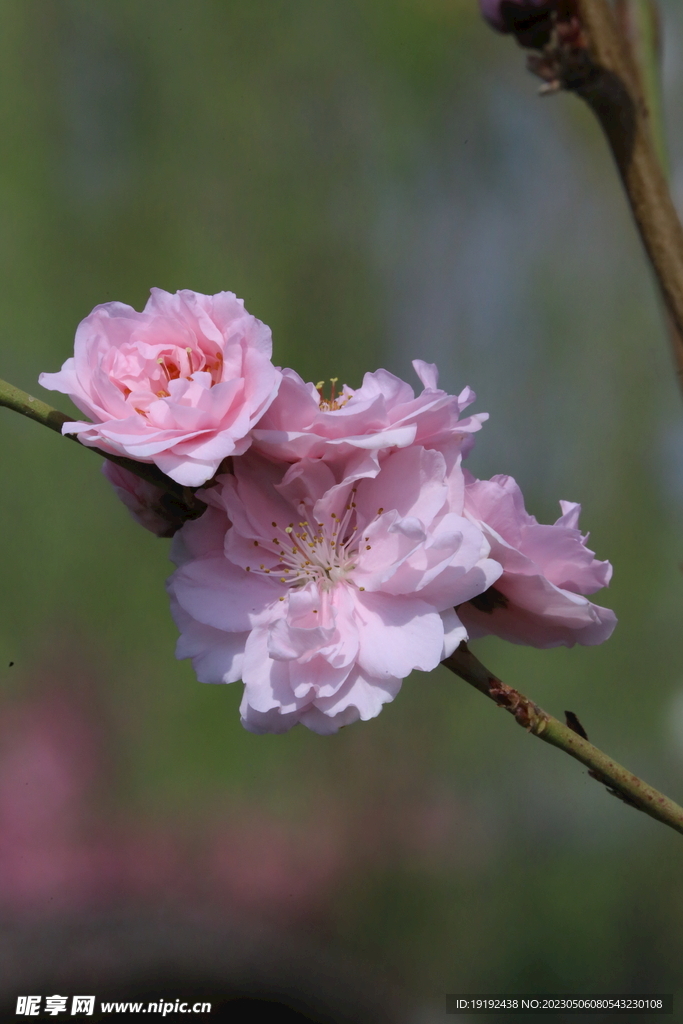 碧桃花