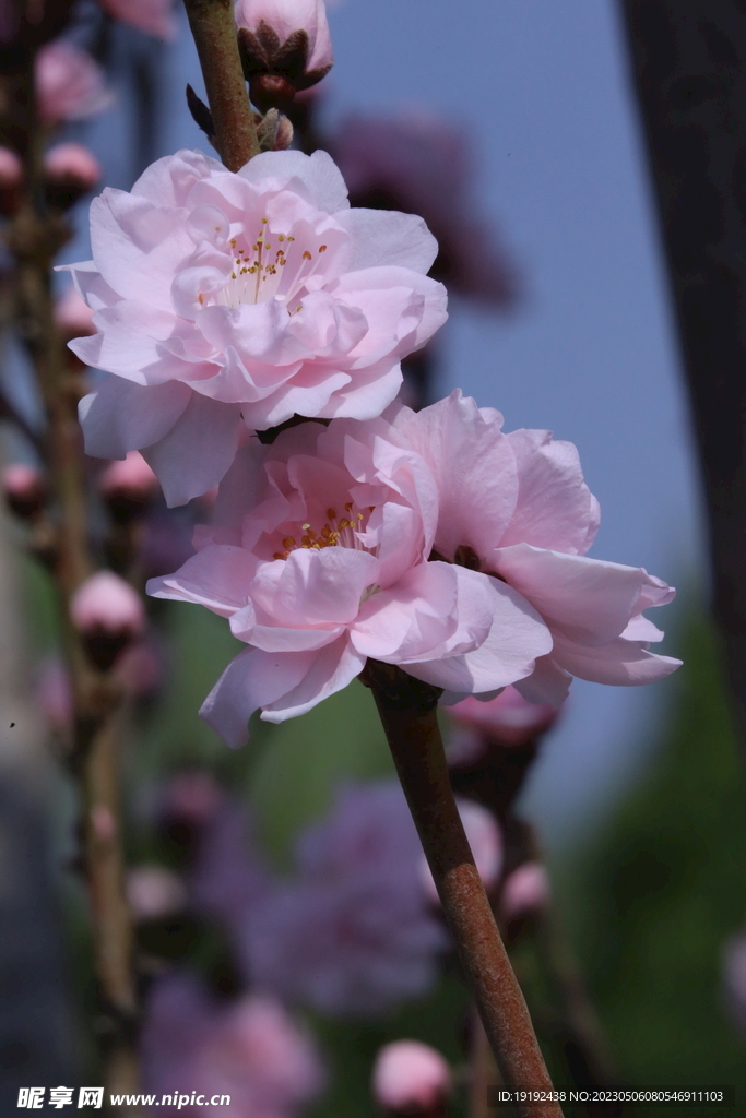 碧桃花 