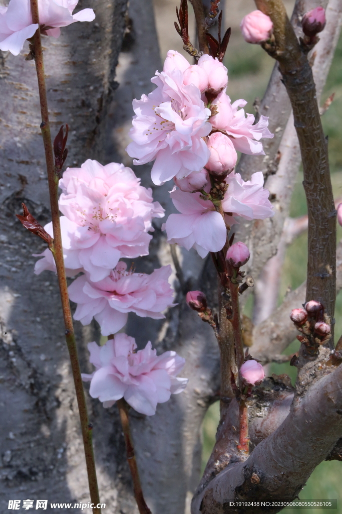 碧桃花 